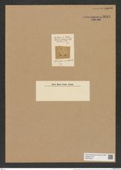 Actinoptychus mirabilis Lend.-Fortm. (de-Toni-Nr.: Genus 227, Species 5574) Zeichnungen Sammlung Grunow Nr. 9614 (NHMW-BOT-W0379433)